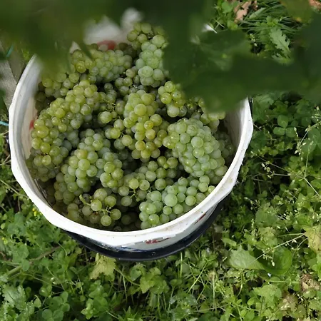 Winzer Kogler Lodge Leutschach