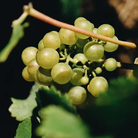 Lodge Winzer Kogler Leutschach