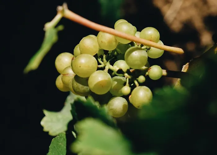 Lodge Winzer Kogler Leutschach